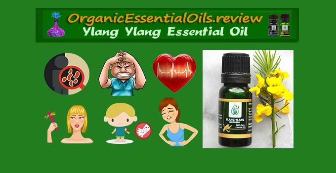 organic ylang ylang essential oil